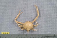 藏品(擬泡型長螯蟹)的圖片